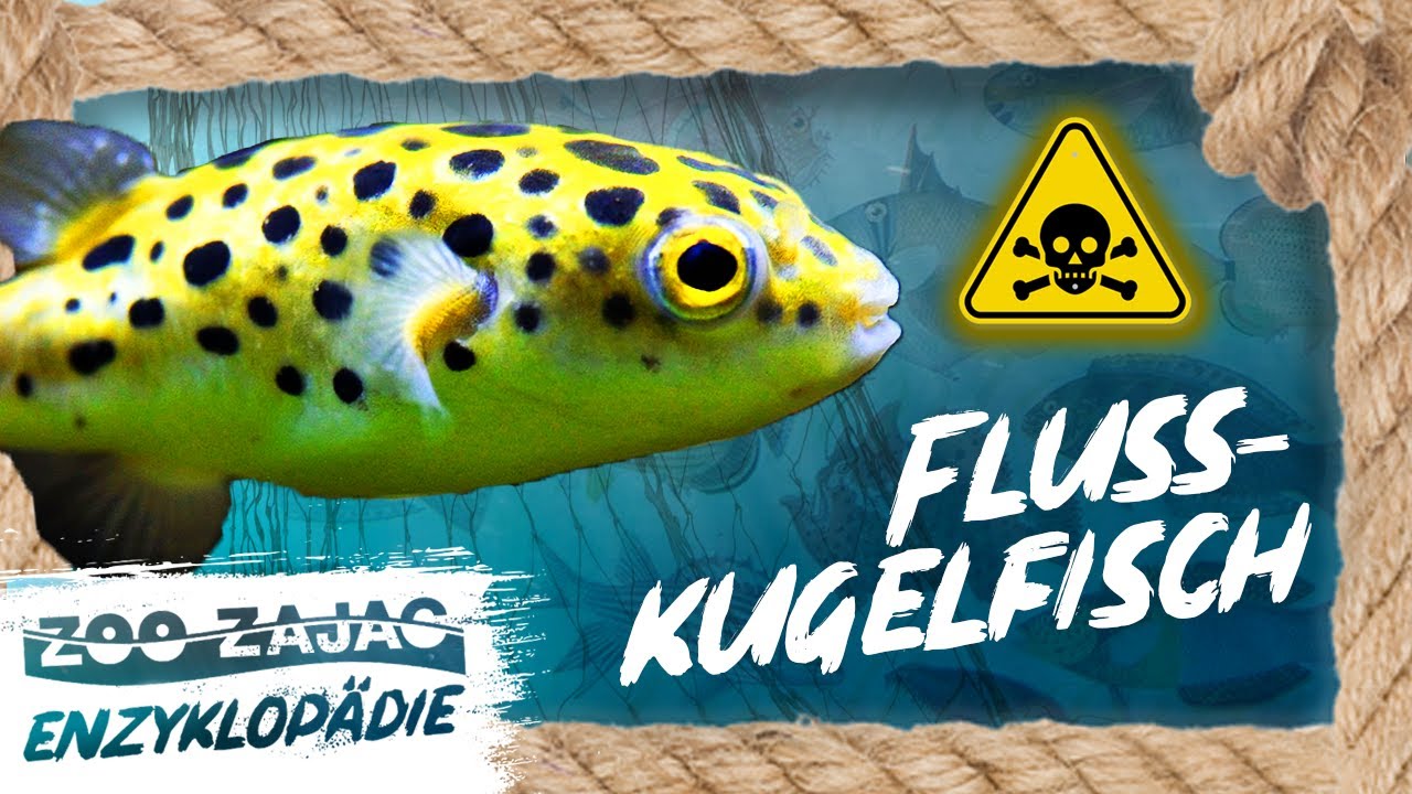 GIFTIG, KUGELRUND UND BUNT -  FLUSSKUGELFISCH | FISCHENZYKLOPÄDIE | ZOO ZAJAC
