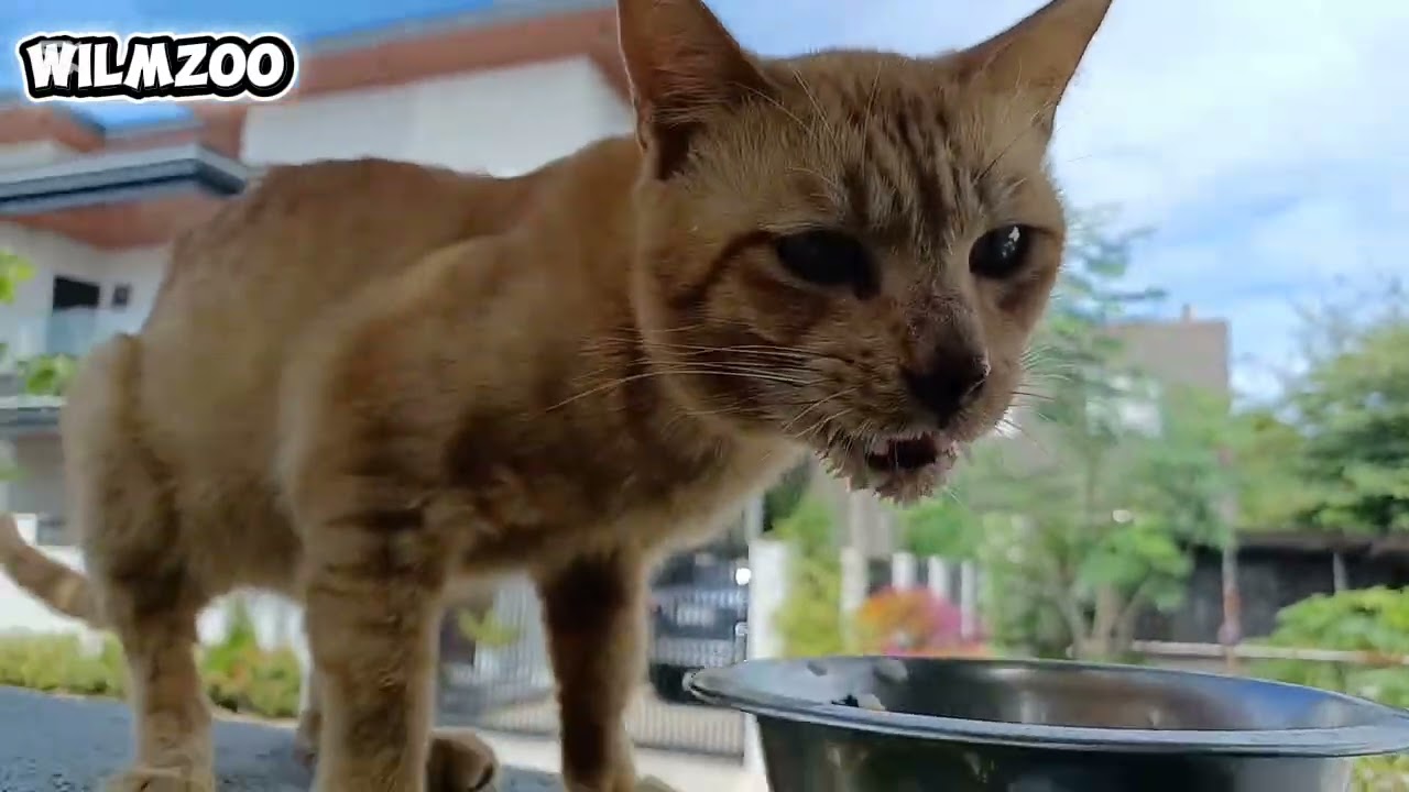 Pakain at konting laro sa mga mingming.  #cat #housepet