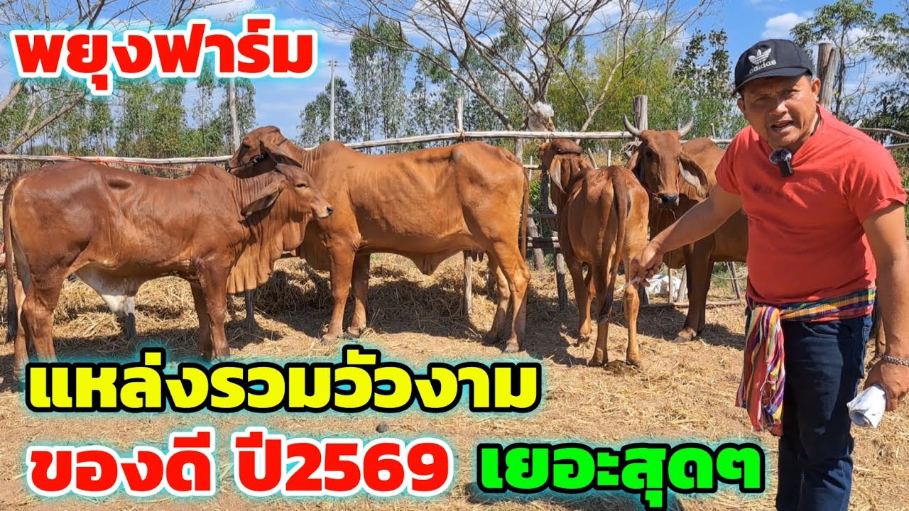 มาแล้วครับ‼️25 ม.ค.69 คลิปแรกพยุงฟาร์ม แหล่งรวมวัวงาม ของดีปี 2569 คัดพิเศษมาแล้ว อย่างแจ่ม เยอะสุดๆ