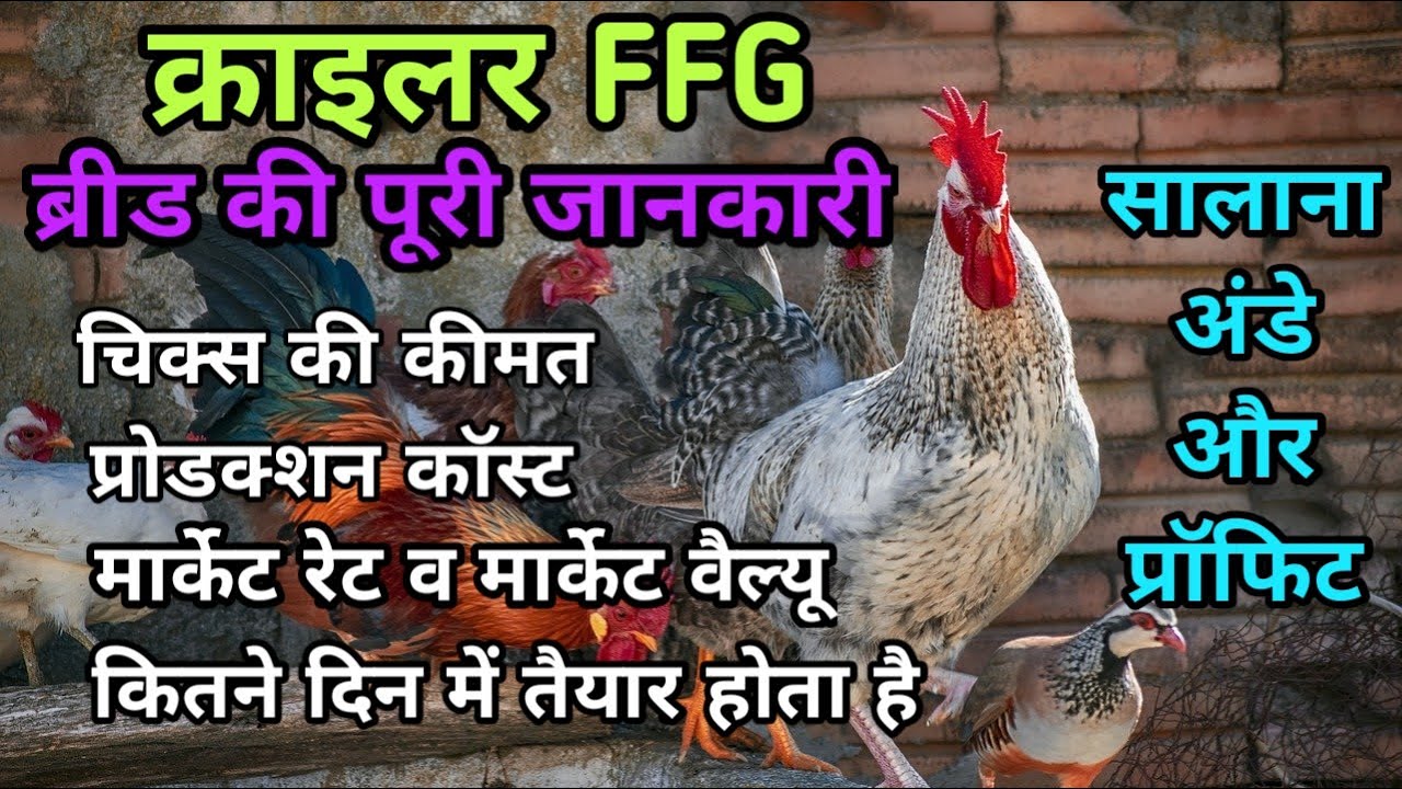 क्राईलर ffg की पूरी जानकारी तैयारी बिक्री मार्केट वैल्यू और बचत सभी कुछ | total information of FFG