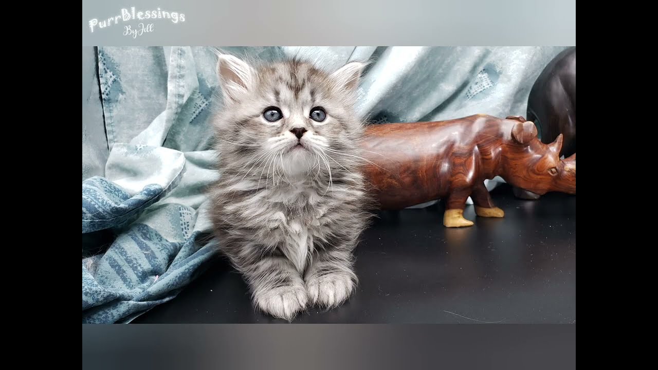 Goliath, 6 week old male silver Siberian kitten