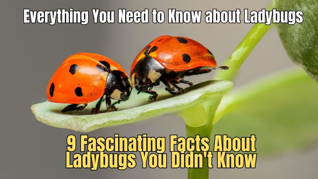 Facts About Ladybugs You've Never Heard | Ladybugs aren't as scary as you think!