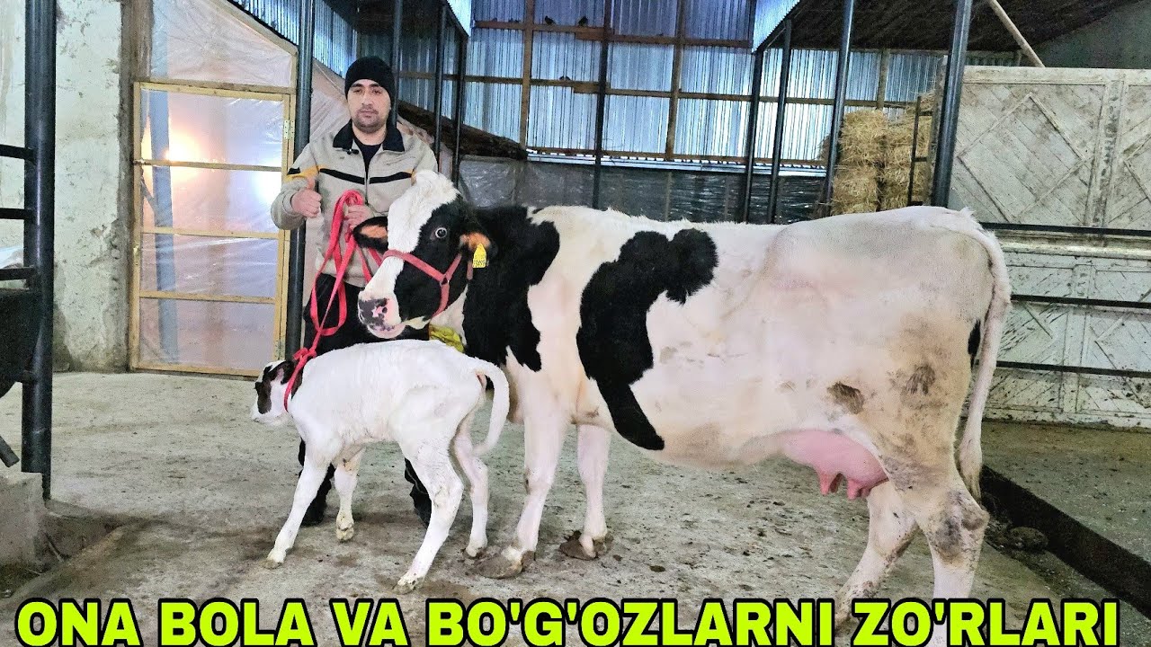 Ramziddin akadan yangi partiya bo'g'oz va ona bolalarni zo'rlari 3 февраля 2026 г.