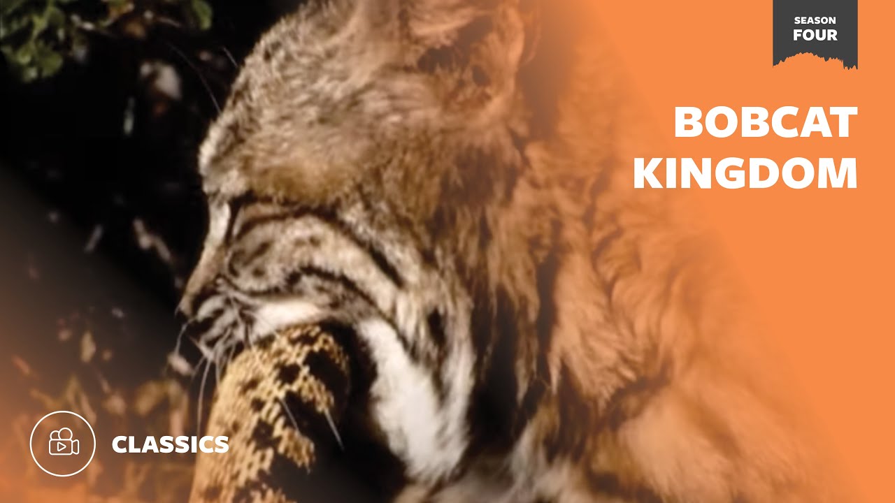 Bobcat Kingdom | Mutual of Omaha's Wild Kingdom