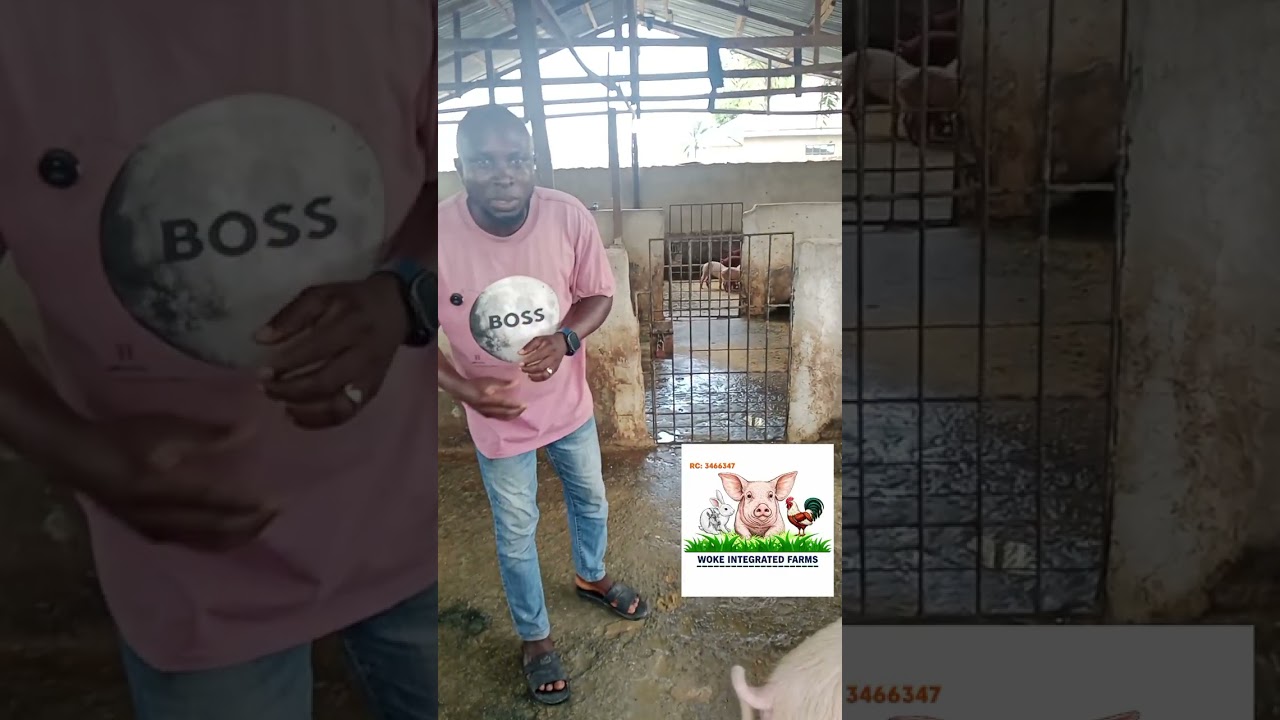 Why Your Pigs Are Fighting & How To Stop It Fast!