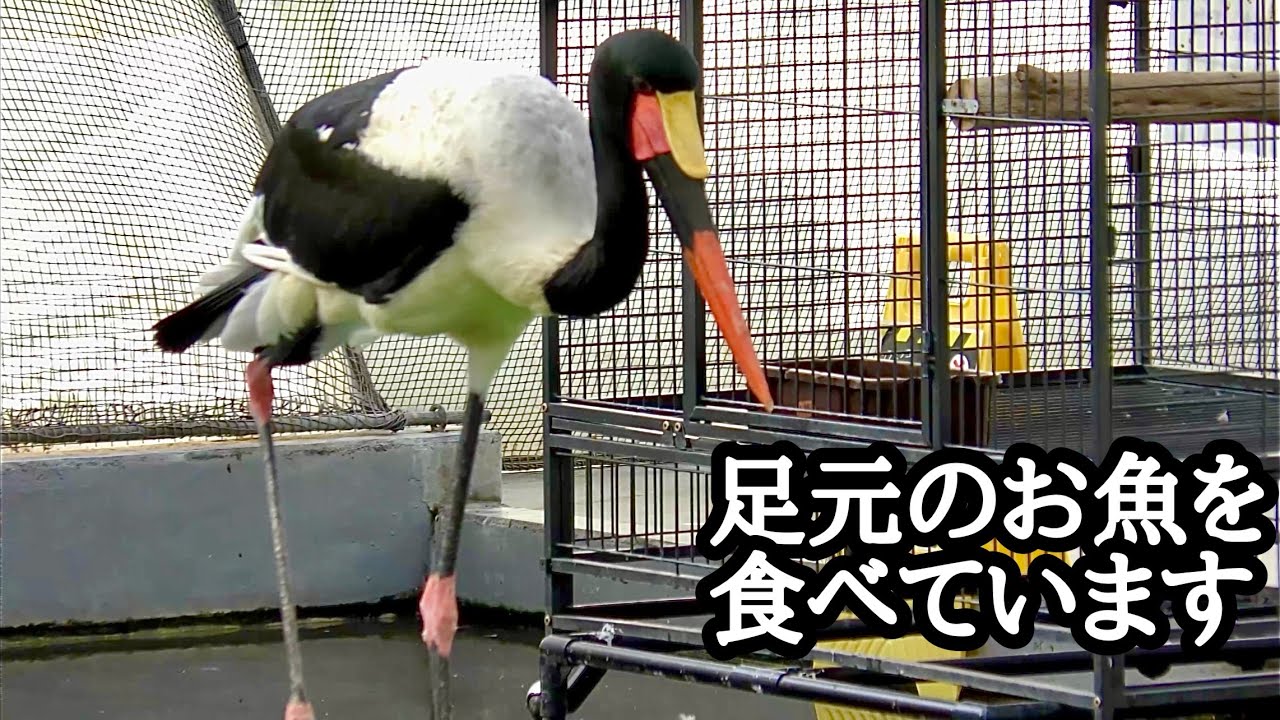 クラハシコウ　モロくん　足元のお魚を食べています【掛川花鳥園】Saddle-billed stork Moro-kun Kakegawa Garden 