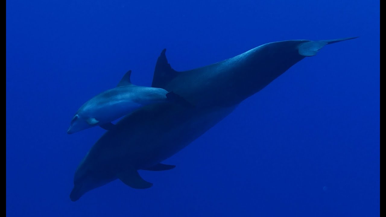 Diving French Polynesia 4k GH4 Sealux