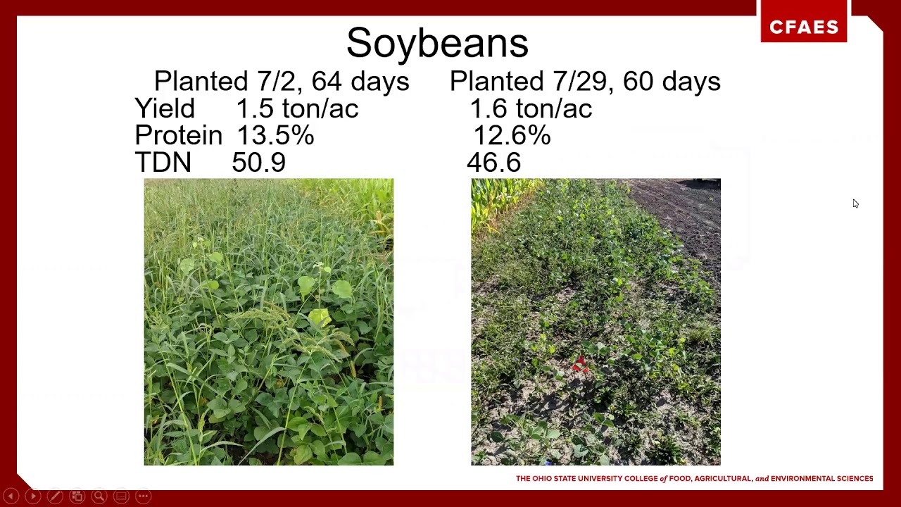 Utilizing Annual Forages for Cattle Feed