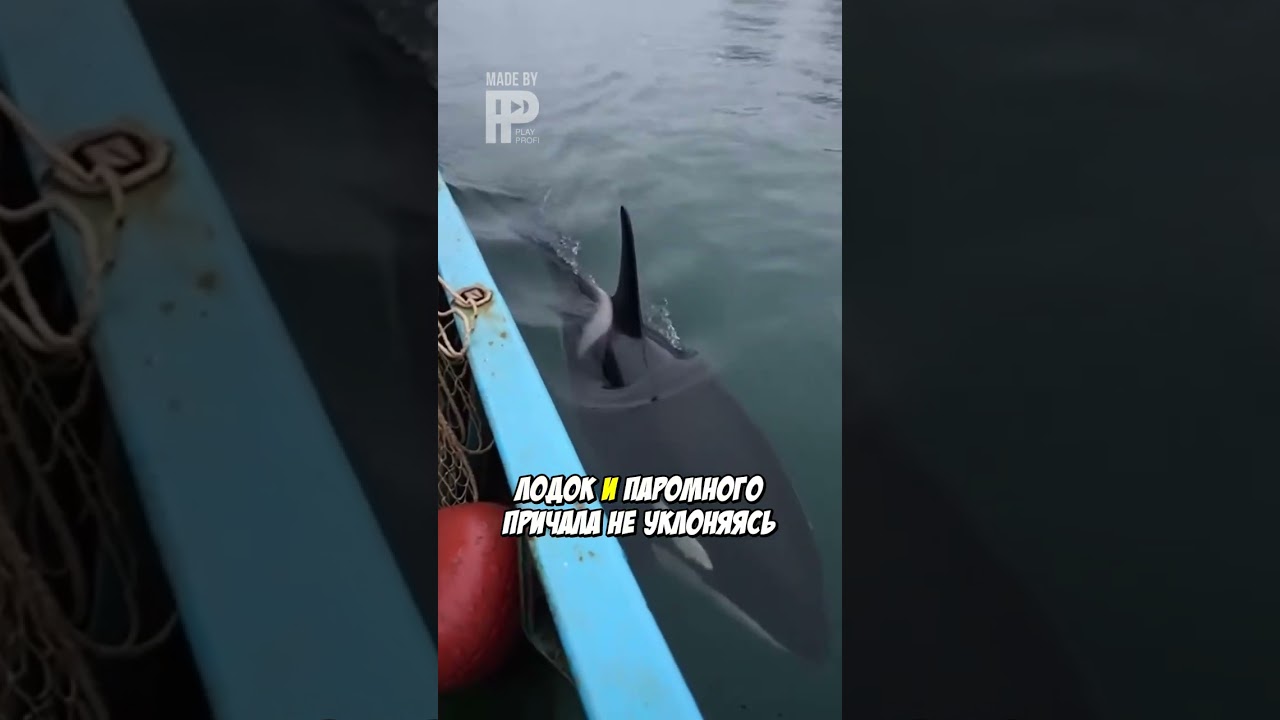 Косатка-Шпион В Военной Бухте Владивостока? Загадка XXI Века!
