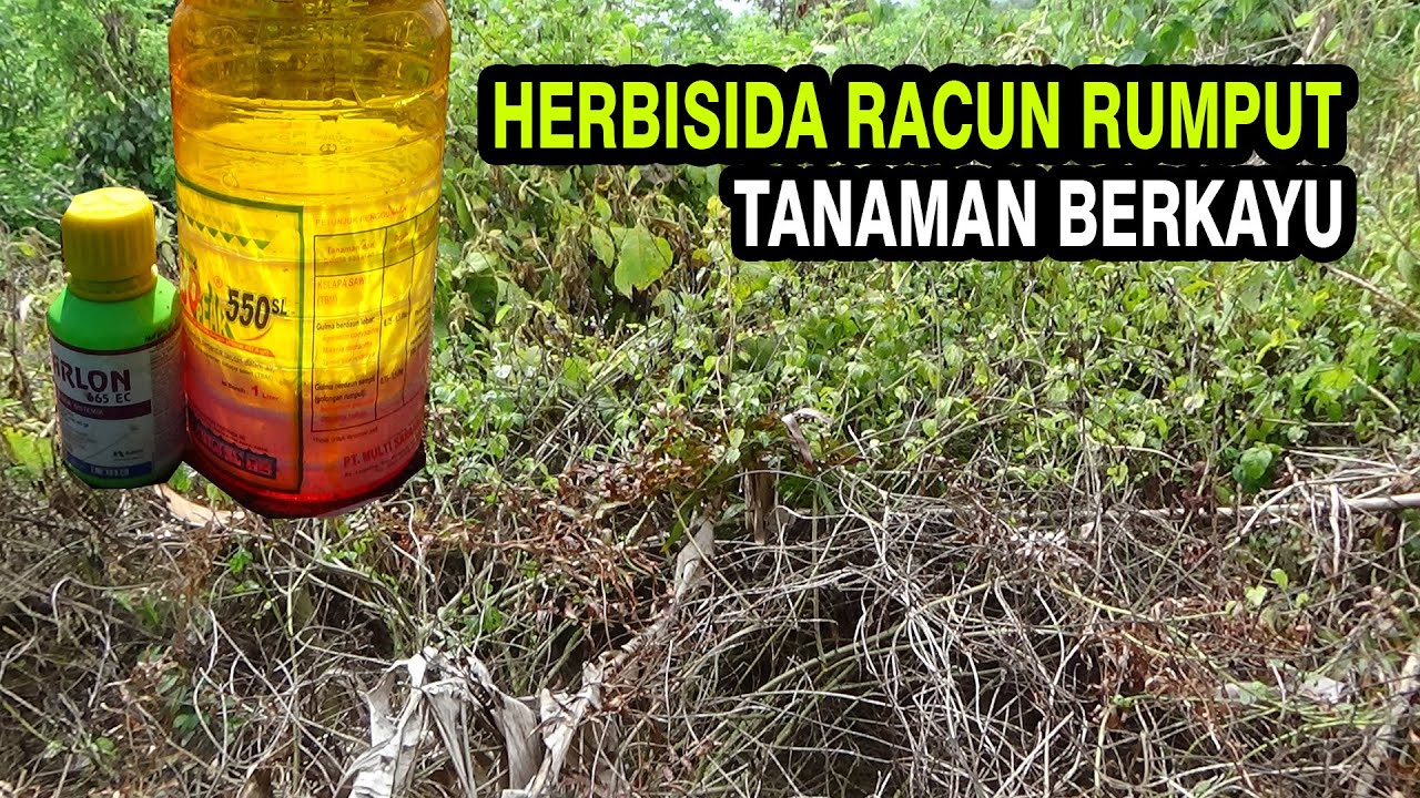 Bahan HERBISIDA Racun Rumput Berkayu Tuntas sampai Ke akar
