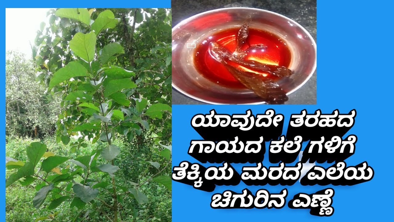 ಯಾವುದೇ ತರಹದ ಸುಟ್ಟ ಗಾಯದ ಕಲೆಗಳನ್ನು ಹೋಗಲಾಡಿಸುವ ಎಣ್ಣೆ# prepared for saguvani leaves oil