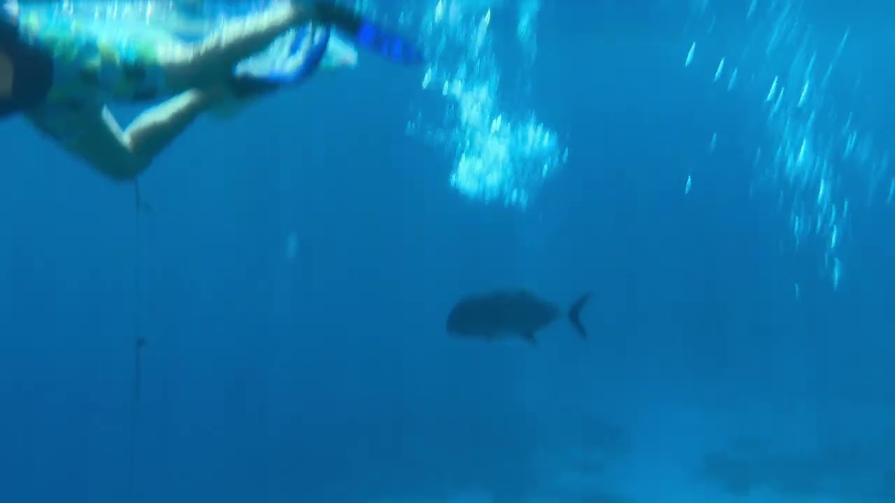 big fish
