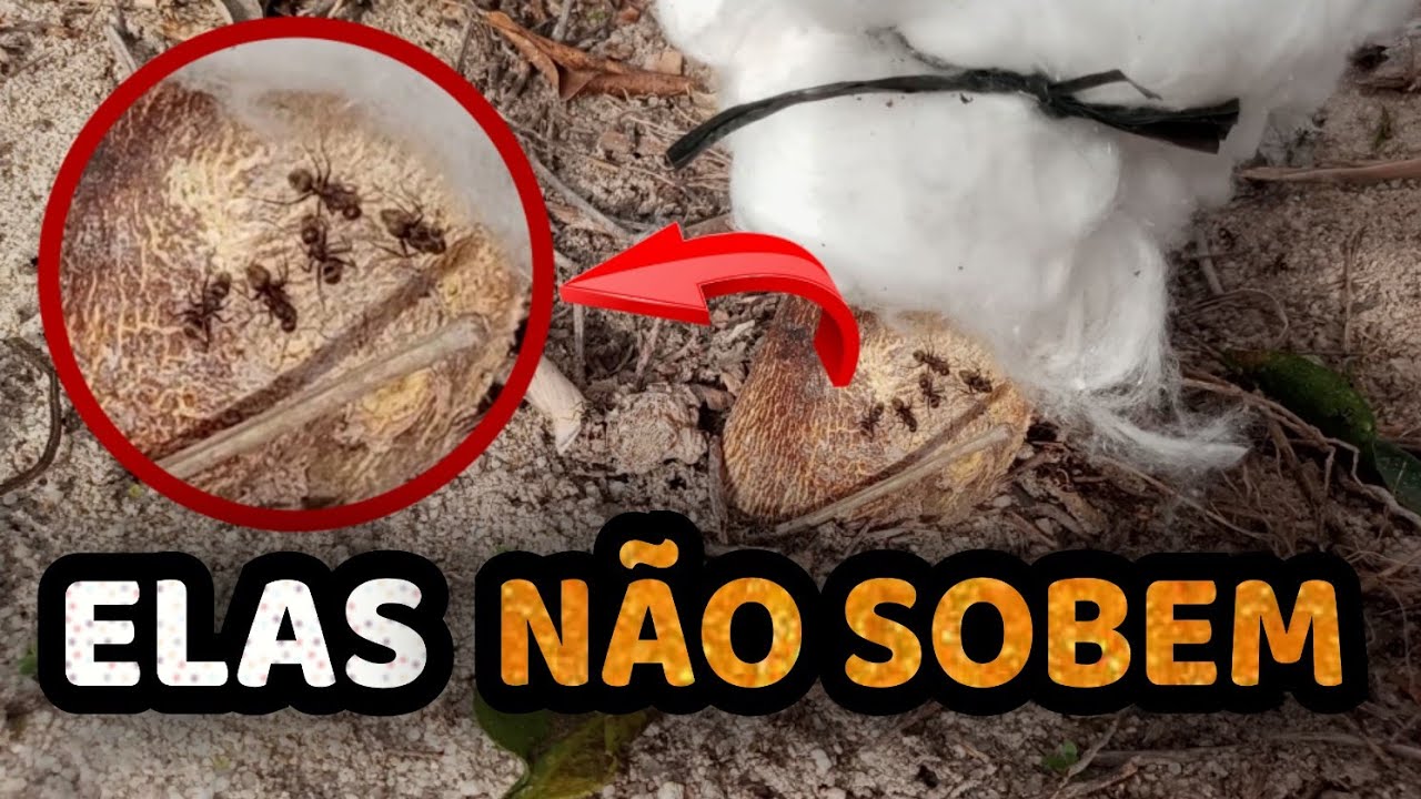 Use Algodão para Eliminar TODAS AS FORMIGAS das Suas Plantas (Formiga, Cochonilha, Fumagina)