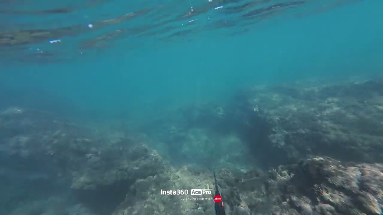 pesca sub nel bassofondo cattura di un sarago