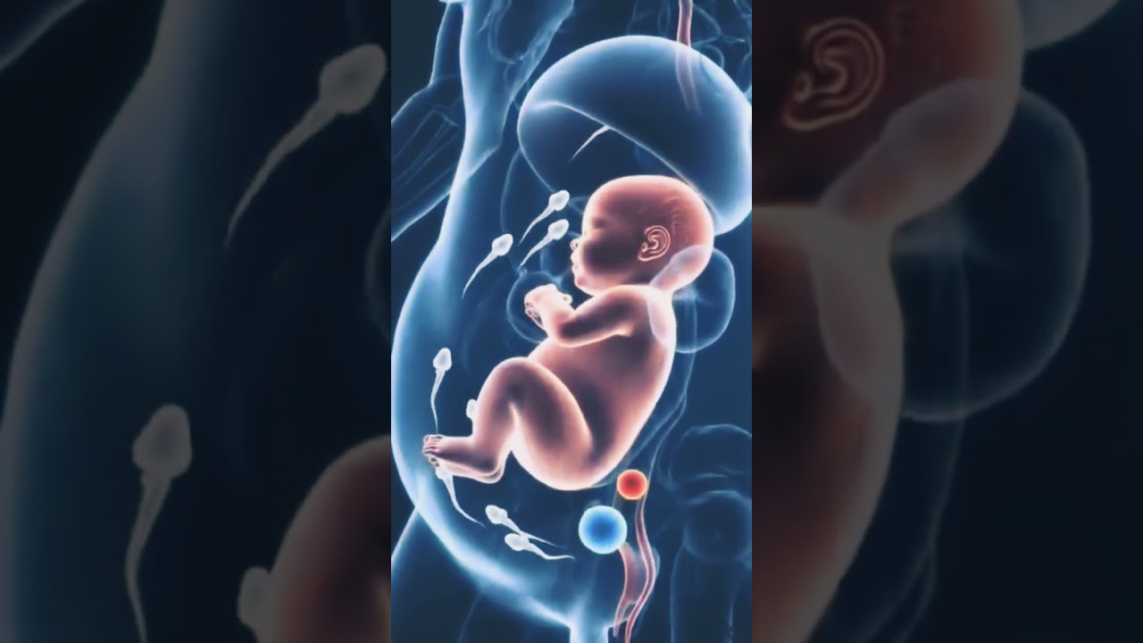 sperm rotation in pregnancy time 👶 