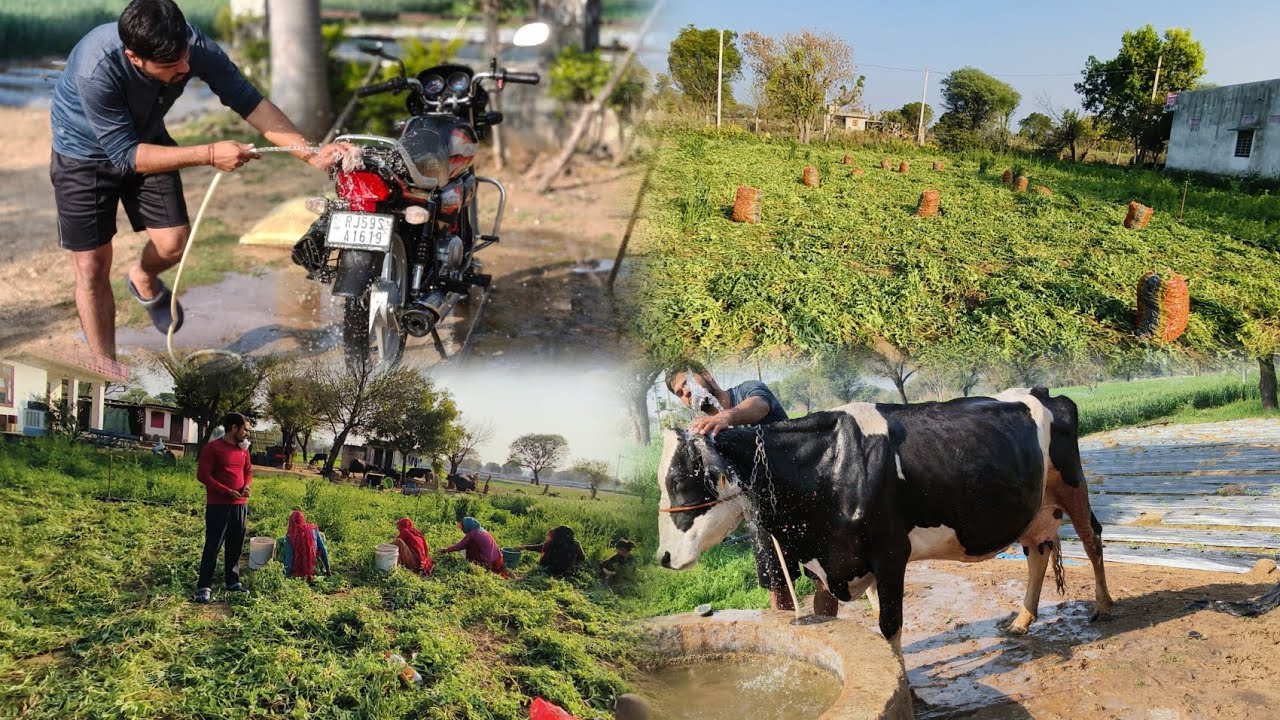 Bike ki Kari Dhulai,// sab ne milkar tode mattar 🫛
