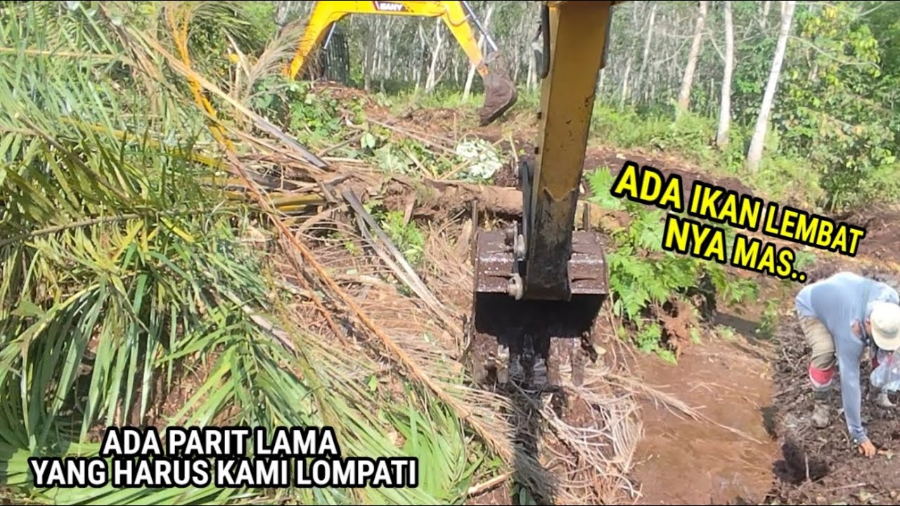 Part 2 jumpa parit lama di tengah-tengah lahan ini yang tertutup akar hutan ternyata ada ikan nya
