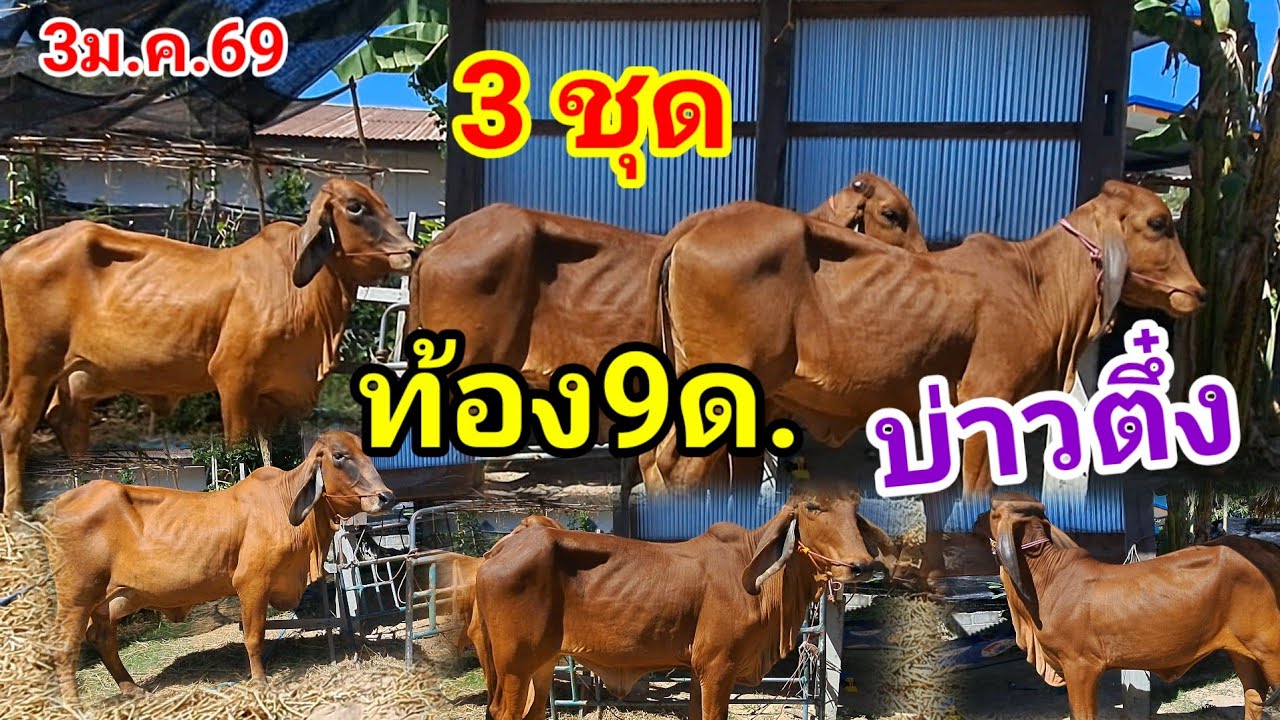 นบ่าวตึ๋ง 080-188-5110 บ.นาหว้า อ.ปทุมราชวงศา จ.อำนาจเจริญ/3ก.พ.69
