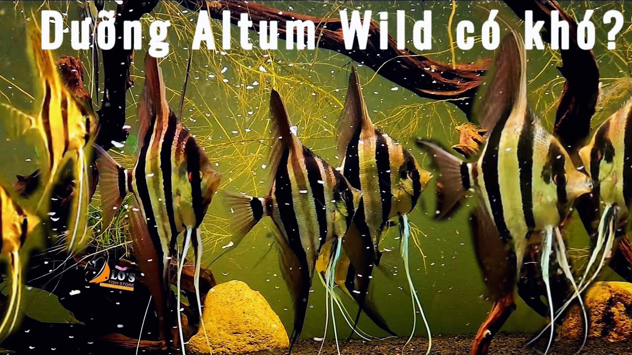 Chinh phục Altum Wild - Chia sẻ kinh nghiệm dưỡng và nuôi Altum Wild thành công