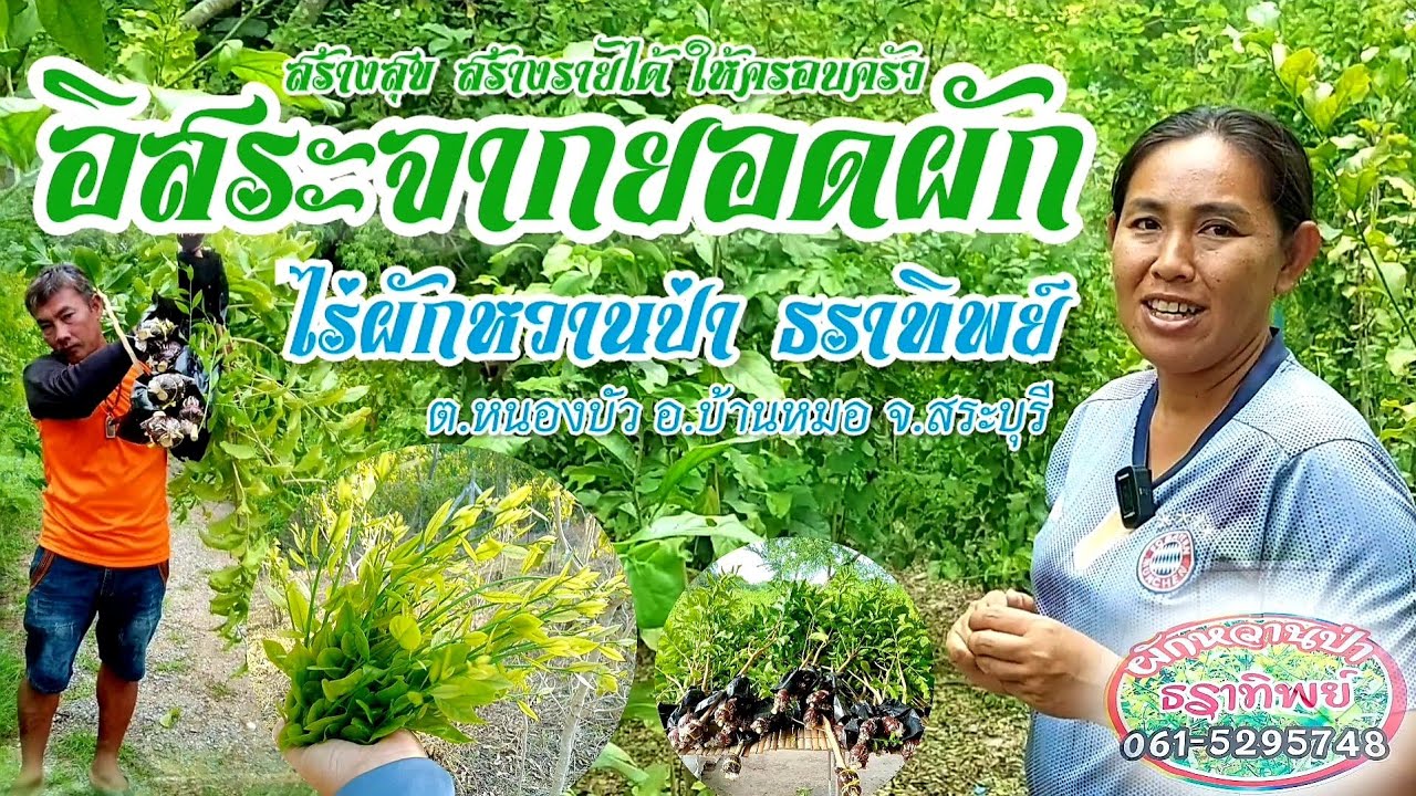 อิสระจากยอดผัก สร้างสุขสร้างรายได้ มีเวลาอยู่กับครอบครัว ณไร่ผักหวานป่า ธราทิพย์ อ.บ้านหมอ จ.สระบุรี