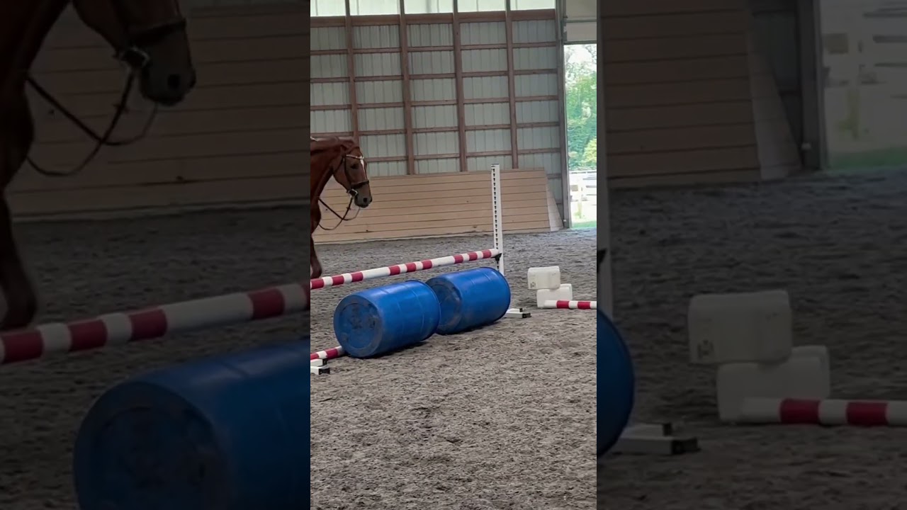 Tally and I have fun together! ❤️
