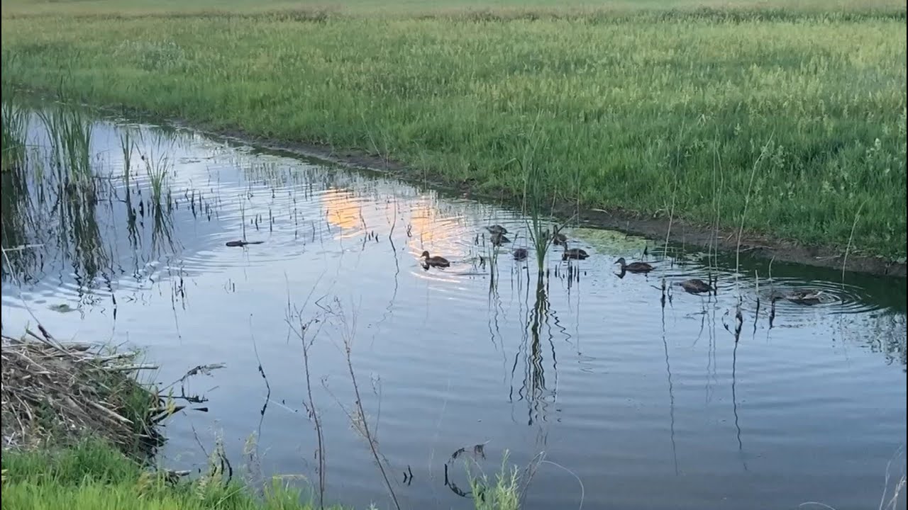 Ten Ducks and a Beaver