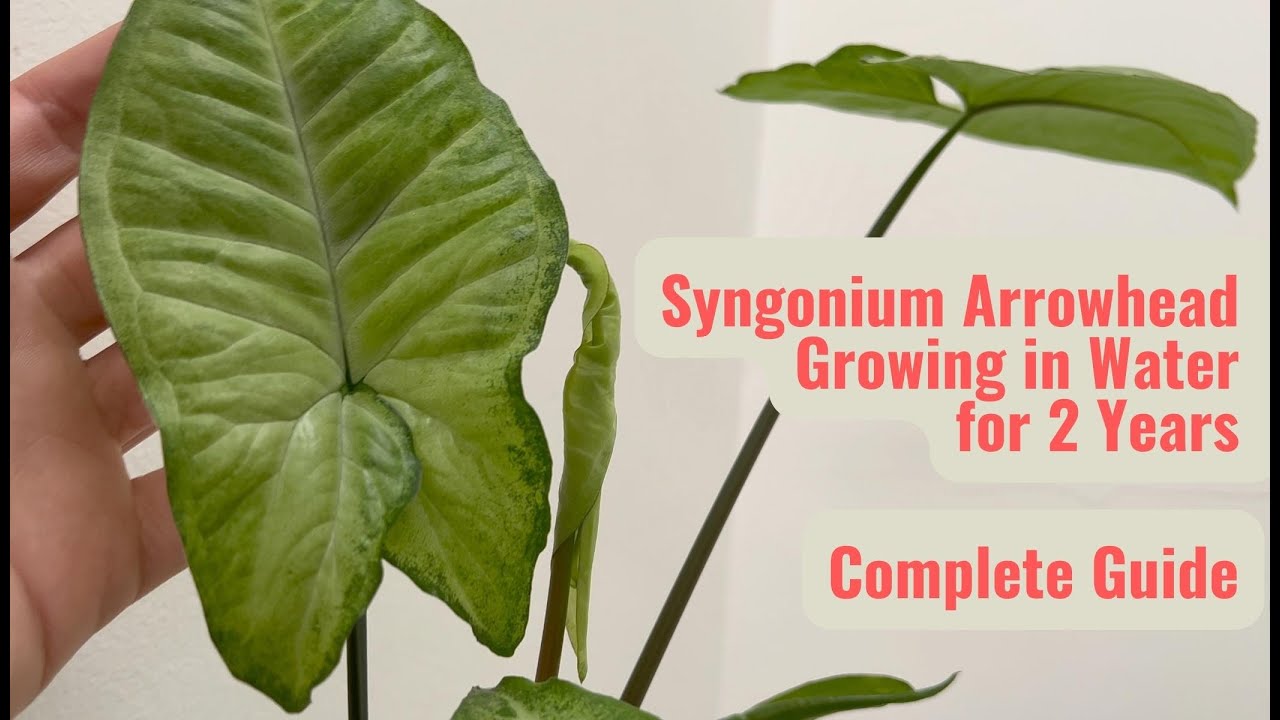 How to Grow Syngonium Arrowhead Plant in Water: Successful Experience After 2 Years