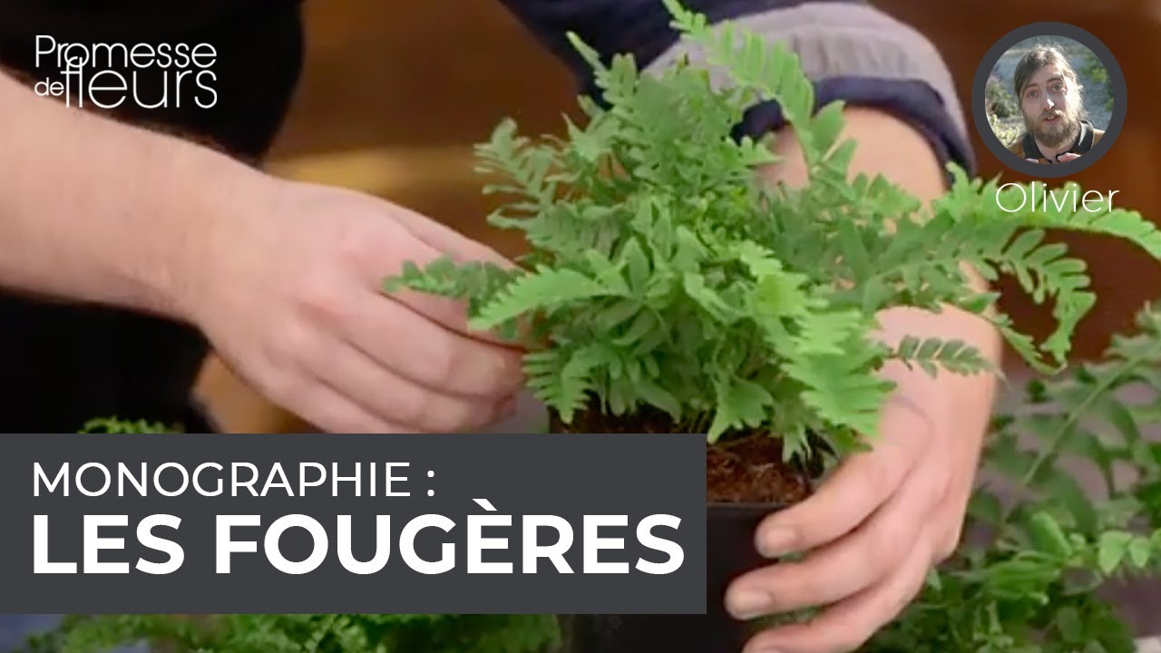 Monographie : les fougères