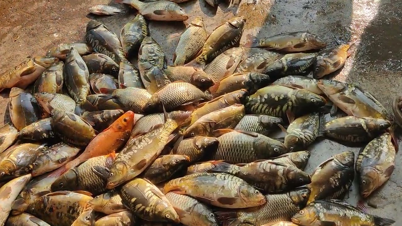 মাছের বাজারের দাম খুবেই বাজে চলছে।