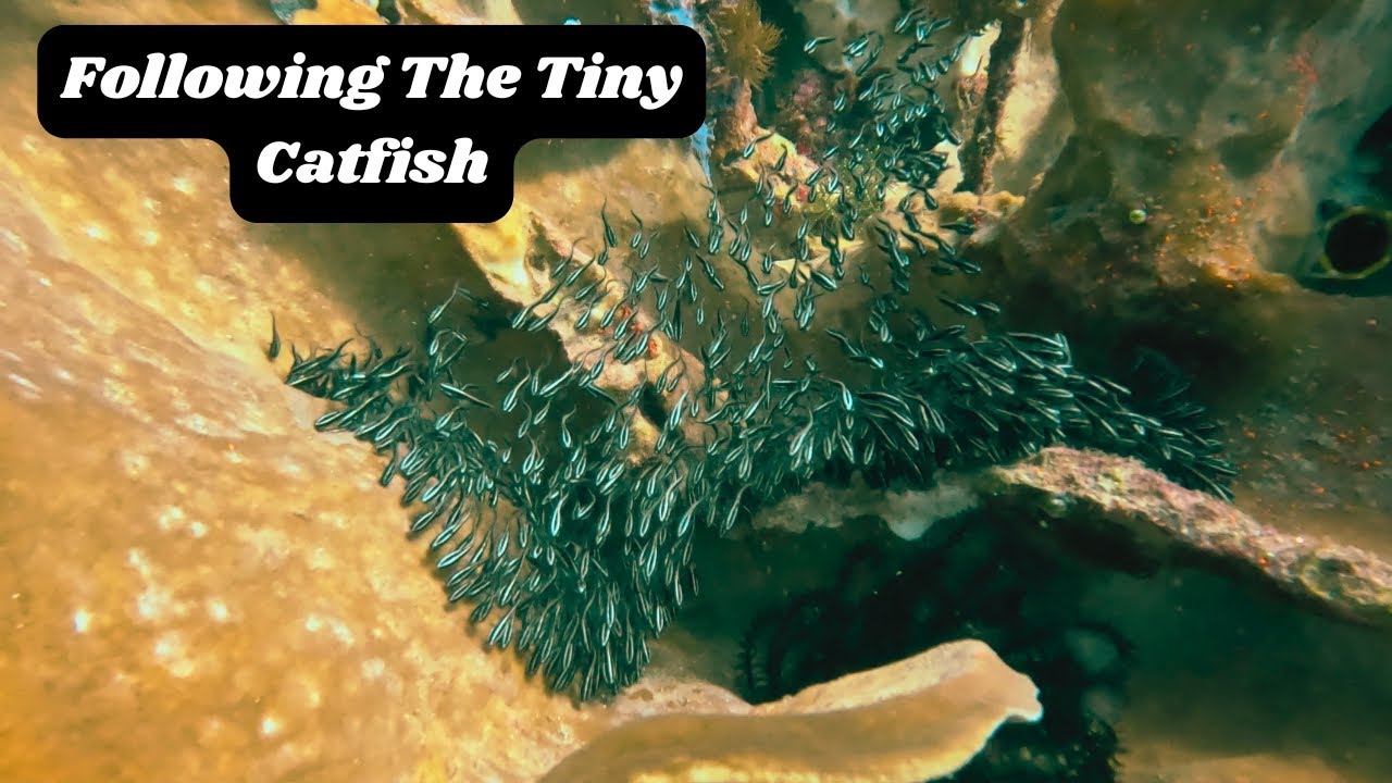 Where Are These Tiny Catfish Going Next?