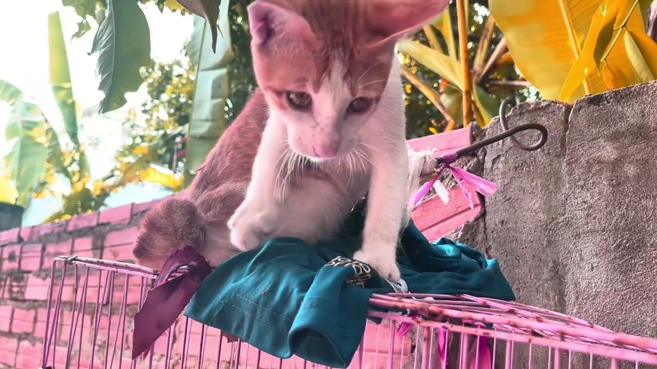 The cat plays with a pigeon 😳. #cat #pigeon #beautiful #cleaver 