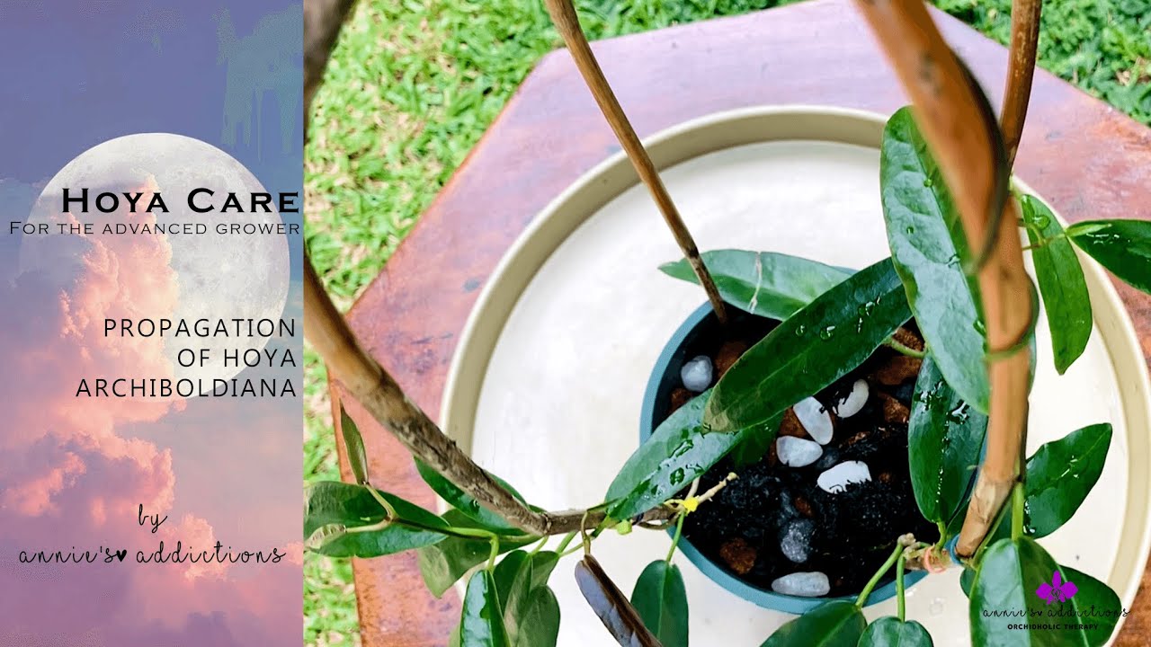Hoya Care for the Advanced Grower | Propagations of Hoya Archiboldiana