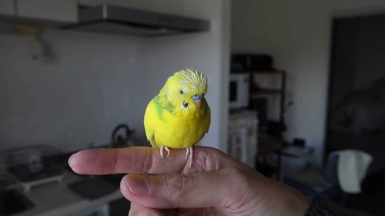 セキセイインコ、チャッピーの頭のツクシ（筆毛）が動くのを見て春を感じる　I feel spring when I see the pin feathers on Chappy's head move