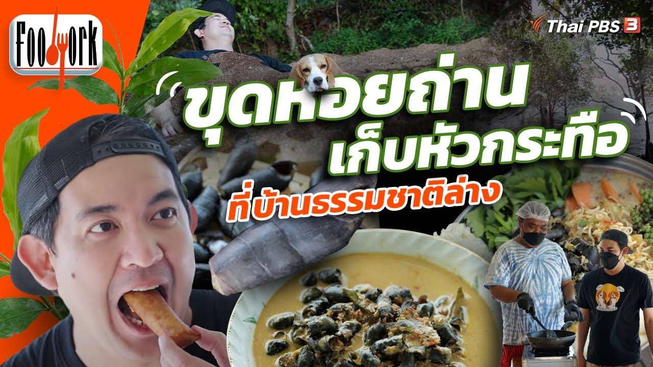ขุดหอยถ่าน เก็บหัวกระทือ ที่บ้านธรรมชาติล่าง : Foodwork [CC]