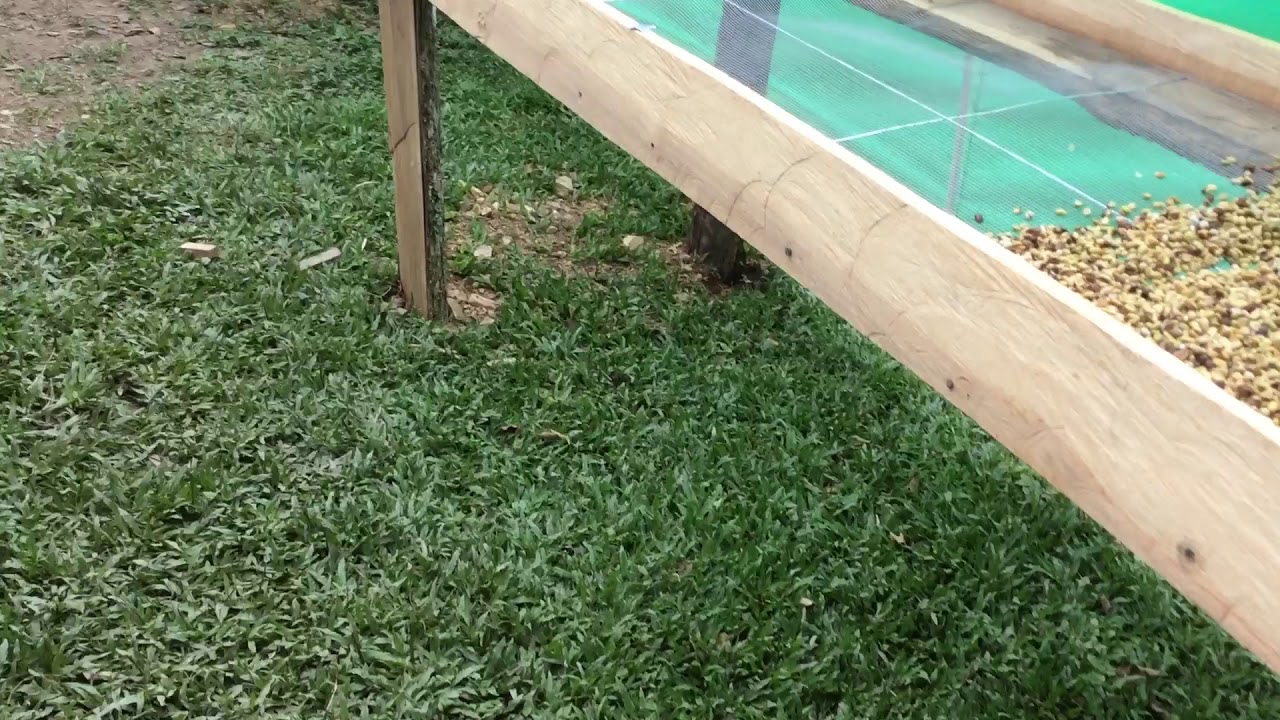 Secado del caf&eacute; en secadora solar