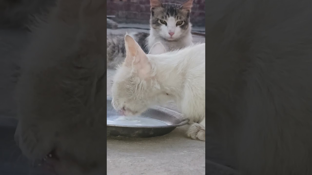 white kitty enjoying milk while the grey kitty watches peacefully🐾✨ 