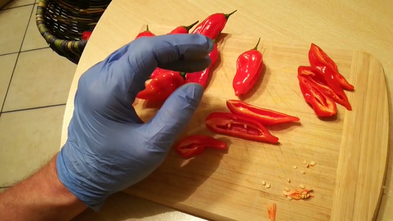 Chili-Sorten 2022 Teil 12: Rocoto 'Aji Largo', Habanero Maya Red, Habanero Tropical, Habanero Golde