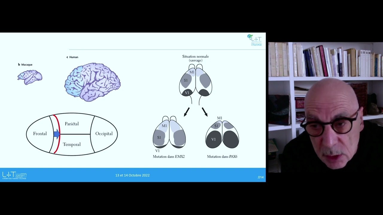 [LIT Expert 2022] Evolution du cerveau : les singularit&eacute;s de l'animal humain - Alain Prochiantz