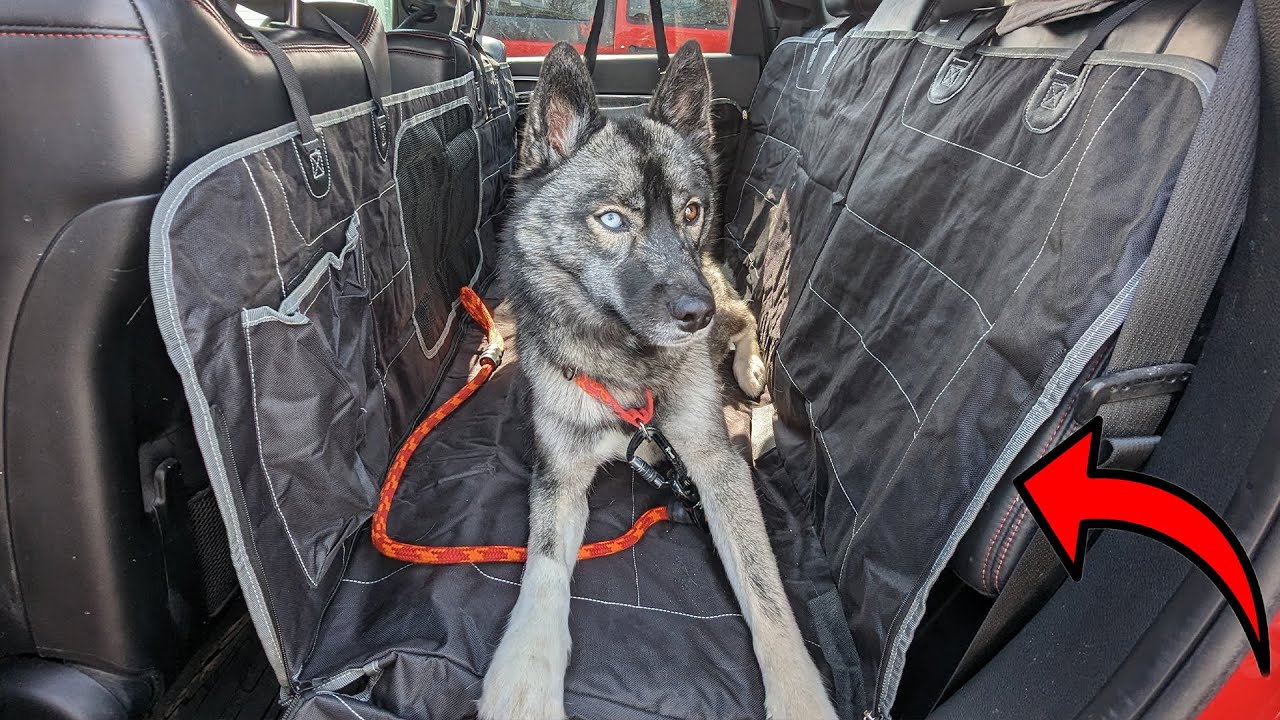 Protect Your Back Seat From Your Dogs With THIS Dog Car Seat Cover