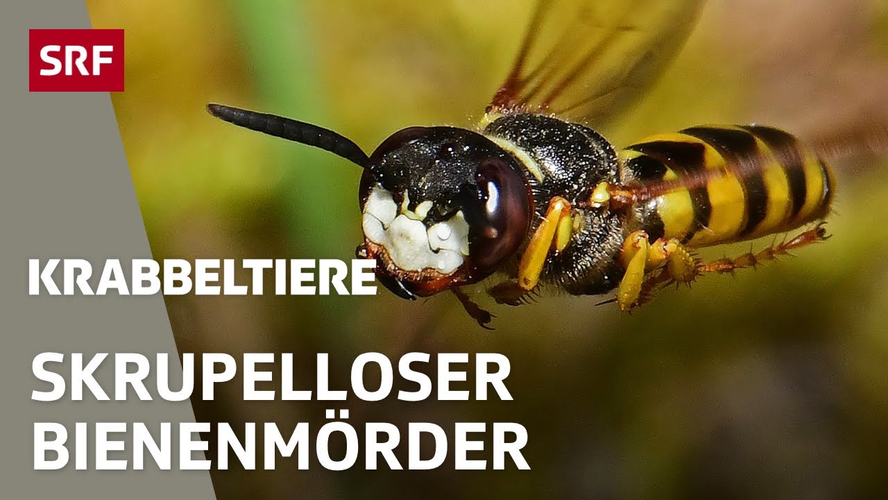 True Crime: Mord und Totschlag im Insektenreich | Krabbeltiere | SRF Wissen