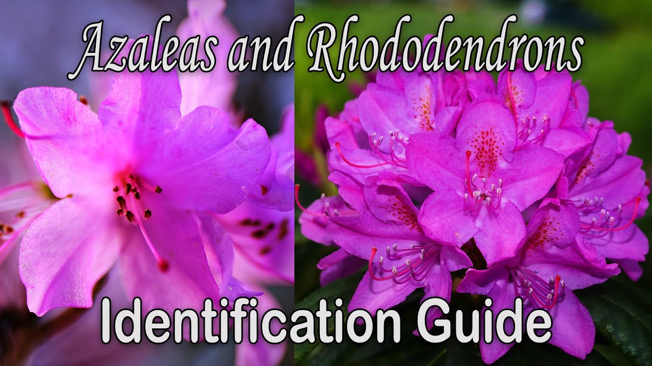 What's the difference between Azaleas and Rhododendrons - Plant Identification Guide