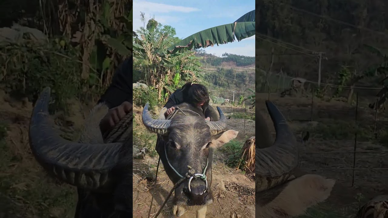 Buffalo a girl fun #best #funny #buffalo #girlfun#funnyvideo #beautiful #funnygirl #amazing #fun