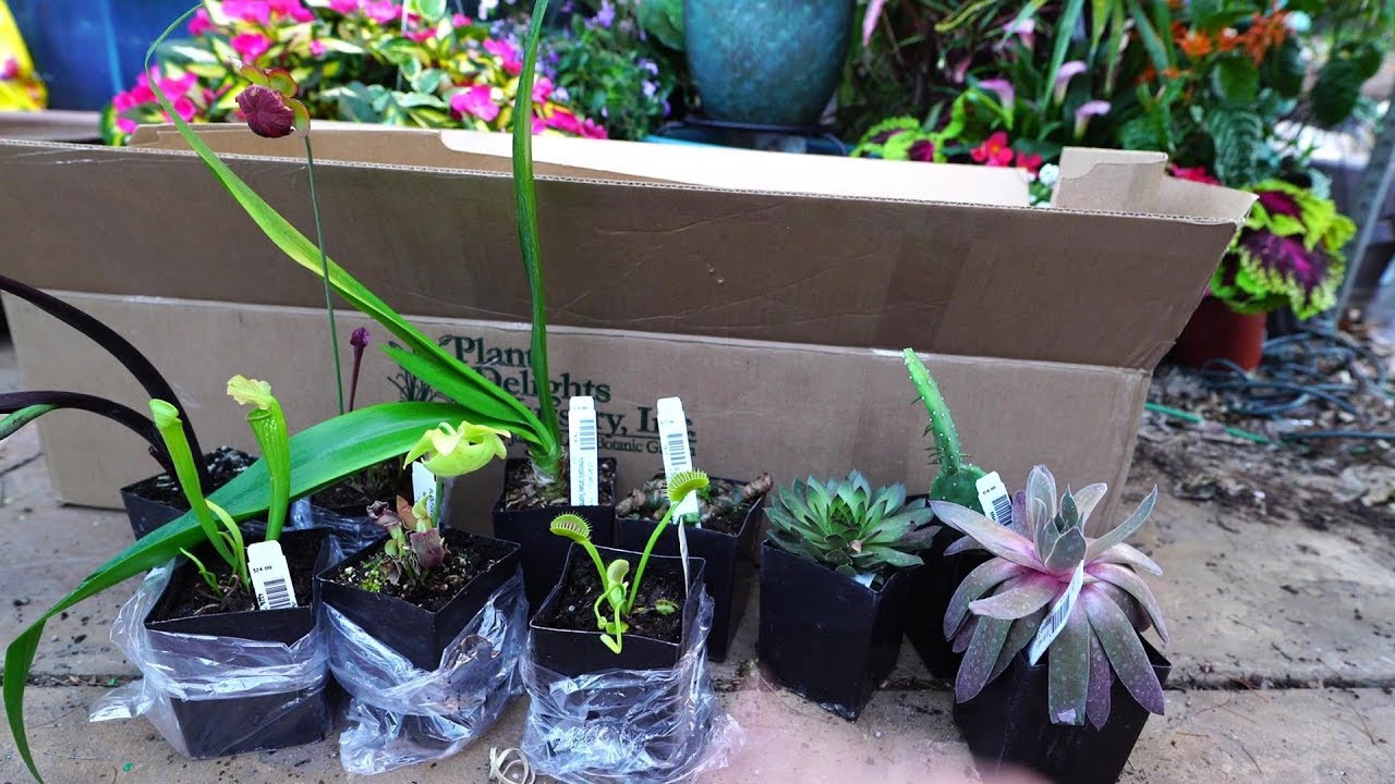 Plant Delights Nursery Haul! Unboxing Pitcher Plants, Succulents & Cactus, Colocasias
