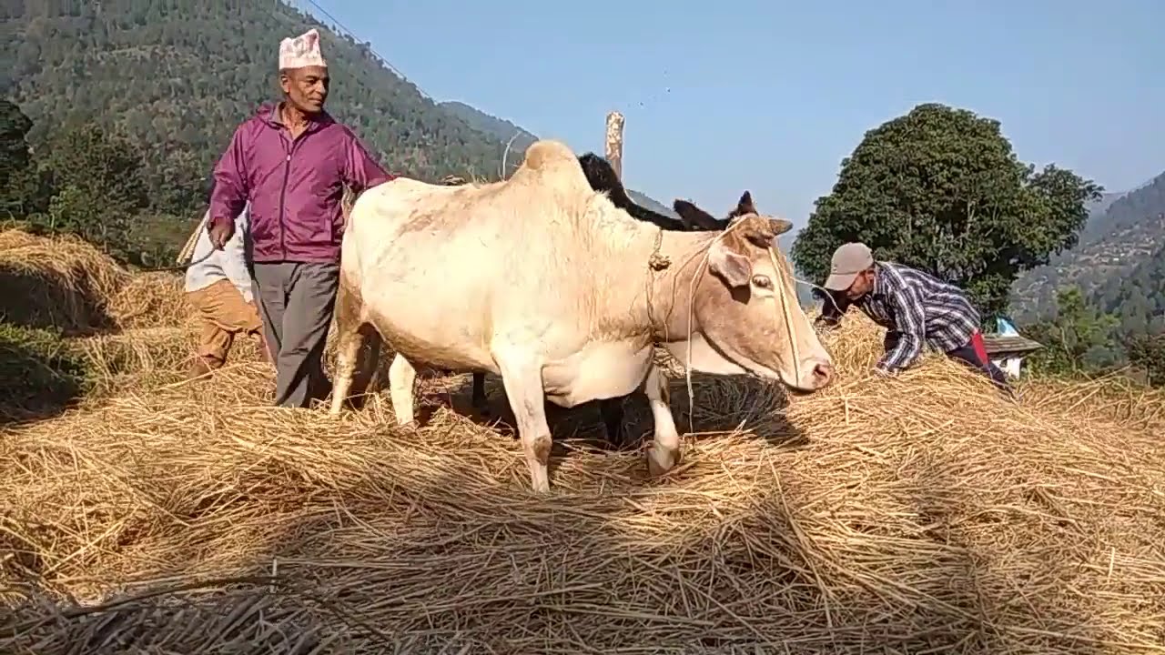 Gau gharmaa dhan paral ko kam garne puranai bidhi#original soundtrack