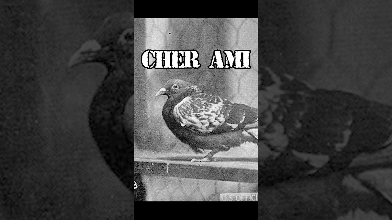 This pigeon saved a whole ARMY BATTALION