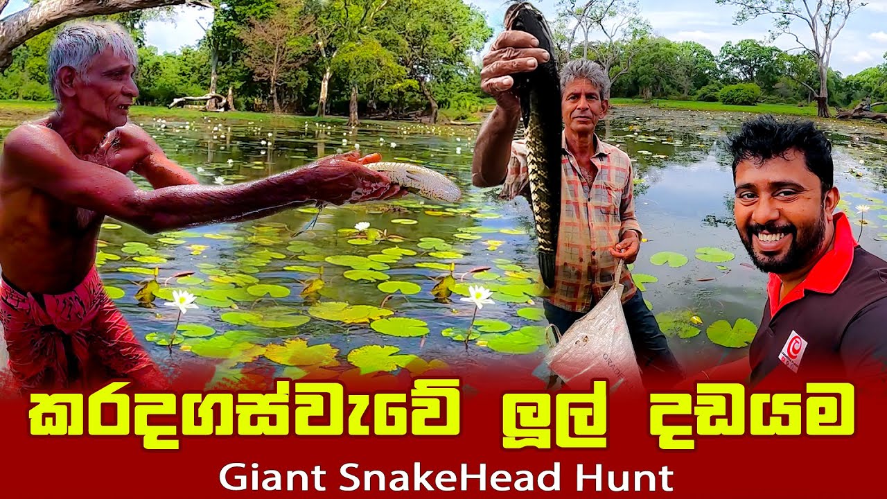 කරදගස්වැව කැලේ ඇවිදලා ලූල් දඩයමට ගියා 🦈🦈 | lul dadayama Giant Snakehead fish | wisdom wild habarana