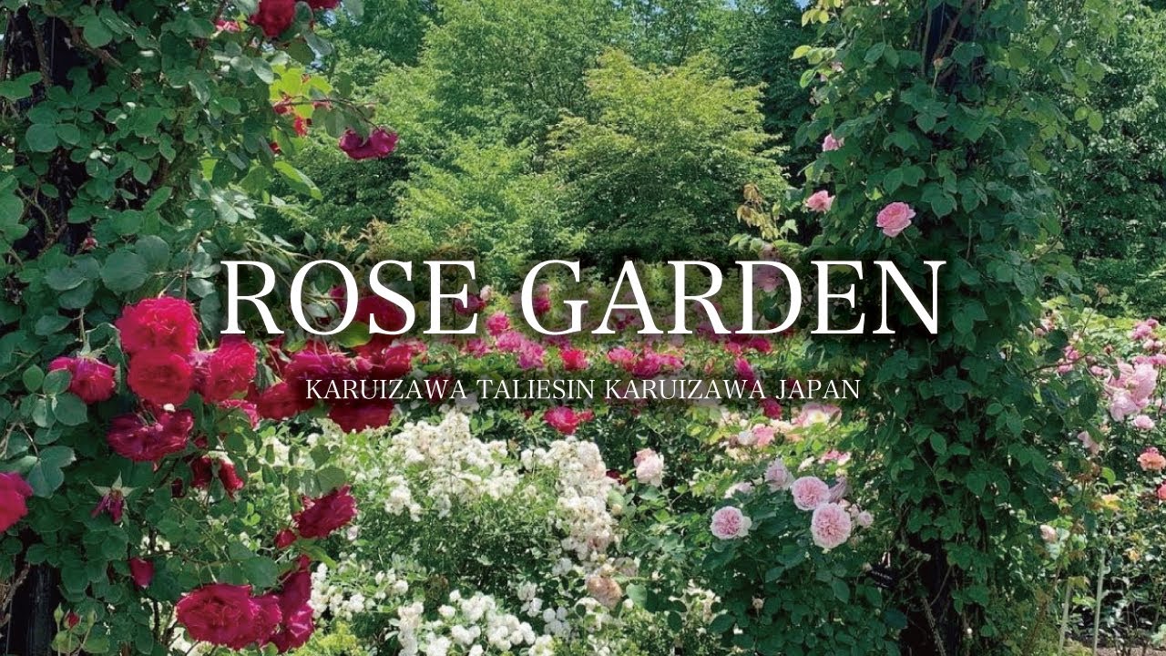 Beautiful Rose Garden Ambient ‘Karuizawa Taliesin’ Karuizawa, Nagano, Japan｜4K Flower Garden