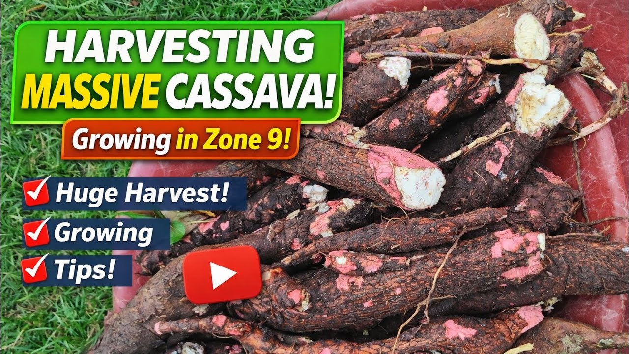 Harvesting Huge Cassava Tubers (Yuca) from my Backyard Garden