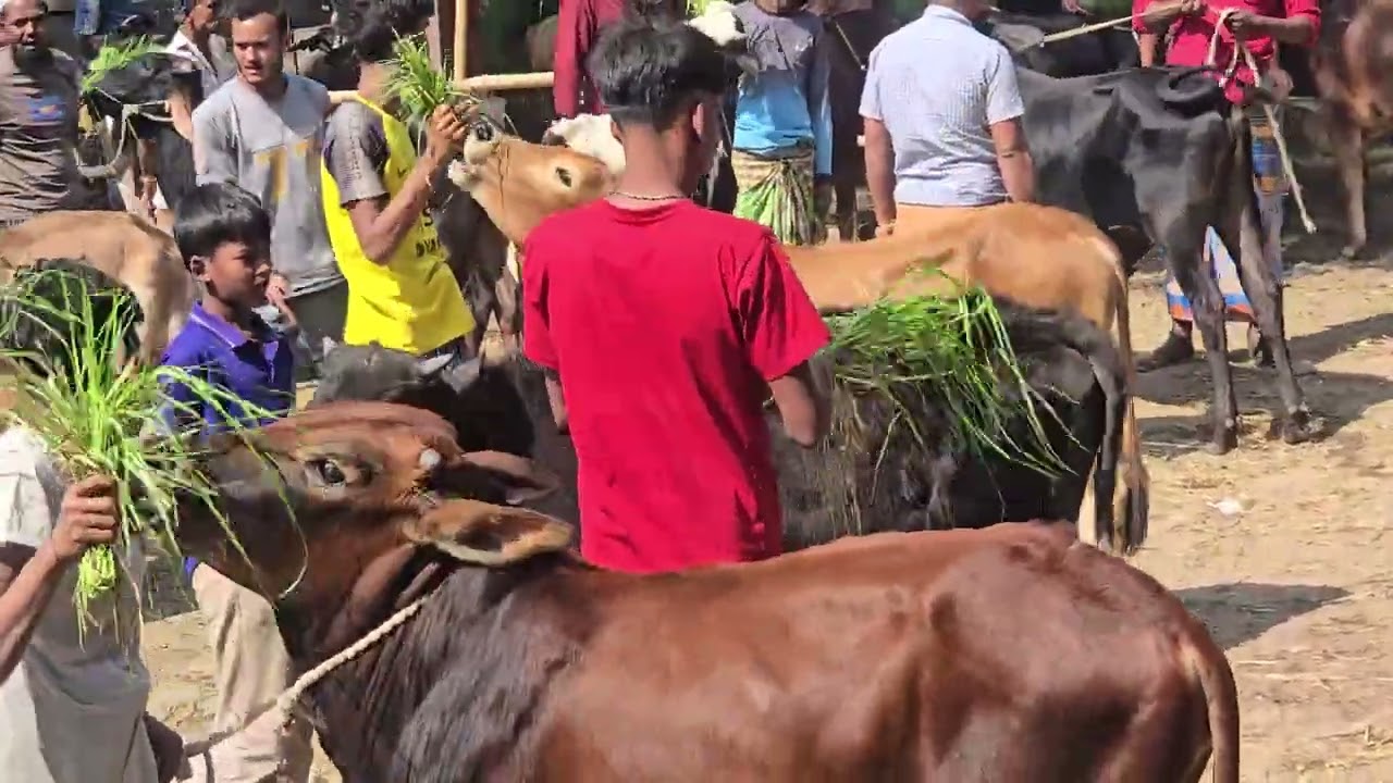 Wow amazing village cow market video || traditional cow market video in village || cow market 2025