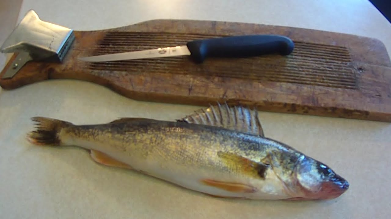 How To #7: Filleting Walleye for Beginners (Regular Fillet Knife)